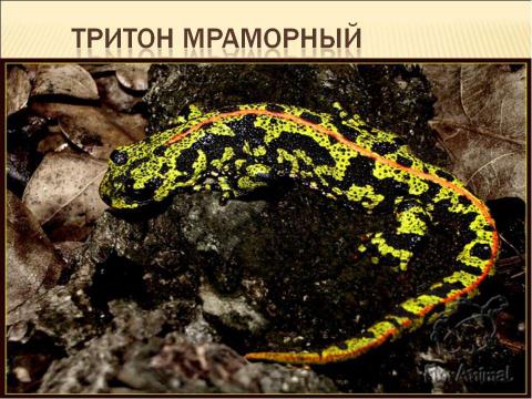Презентация на тему "Тип хордовые подтип позвоночные класс земноводные" по биологии