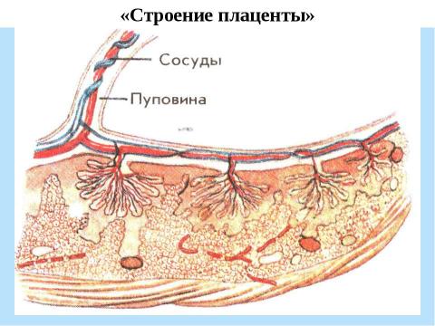 Презентация на тему "Половое и бесполое размножение организмов" по биологии