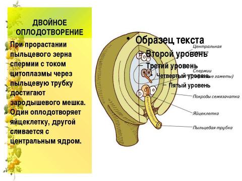 Презентация на тему "Размножение и оплодотворение у растений" по биологии