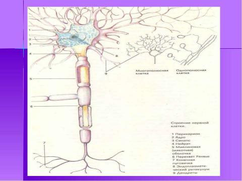 Презентация на тему "Строение и функции нервной системы" по биологии