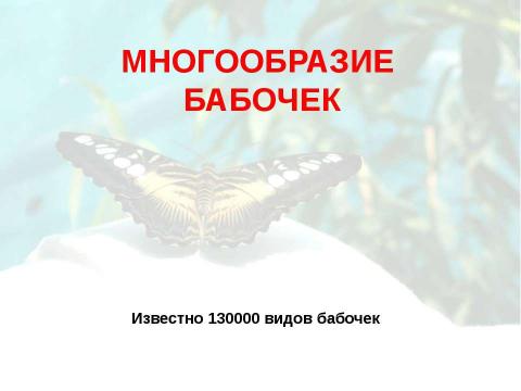 Презентация на тему "Бабочки 7 класс" по биологии