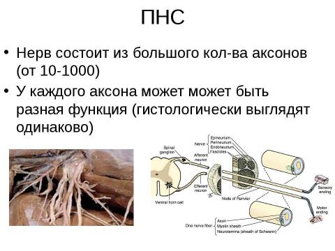 нервы состоят из. нервная система человека состоит 3 класс окружающий мир. нервы состоят из. центральная нервная система головной и спинной мозг. строение двигательного нейрона.