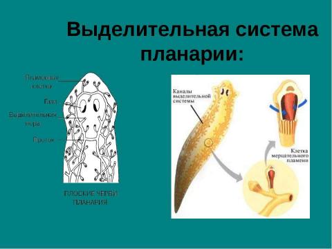 Презентация на тему "Тип плоские черви" по биологии