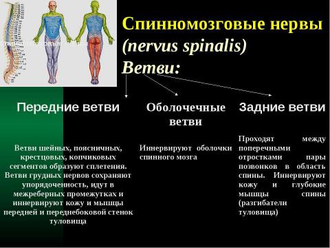 Презентация на тему "Cпинной мозг и спинномозговые нервы" по медицине