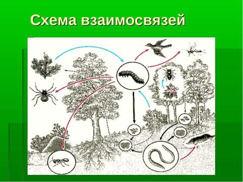 Презентация на тему "Смешанные и широколиственные леса" по географии