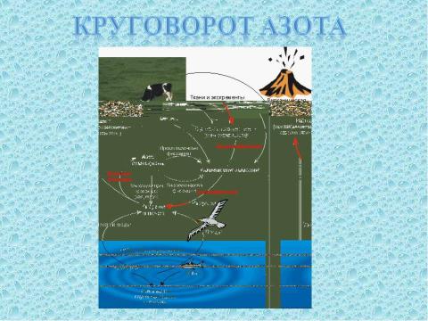 Презентация на тему "Круговорот веществ в биосфере" по географии