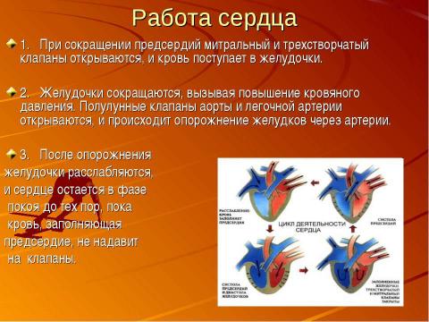 Презентация на тему "Кровеносная система человека" по биологии