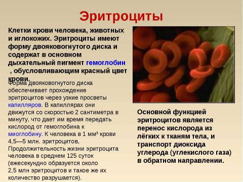 Презентация на тему "Кровь: состав и значение" по биологии