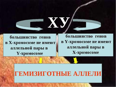 Презентация на тему "Генетика пола. Наследование, сцепленное с полом" по биологии