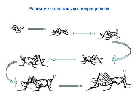 Презентация на тему "Биология в схемах и таблицах" по биологии