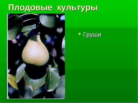 Презентация на тему "Культурные и дикорастущие растения" по биологии