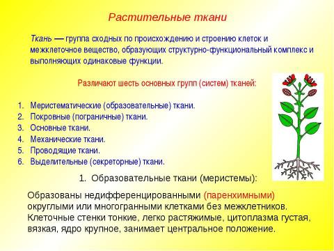 Презентация на тему "Жизненные формы растений. Растительные ткани" по биологии