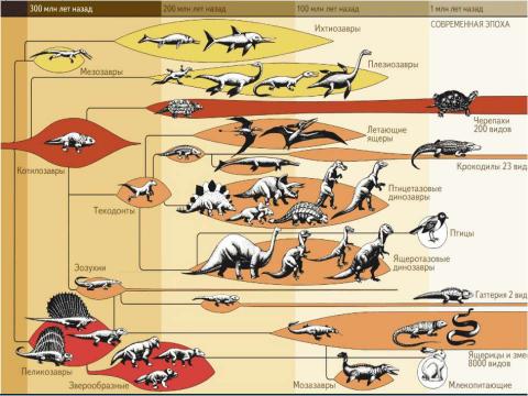 Презентация на тему "Древние пресмыкающиеся 7 класс" по биологии