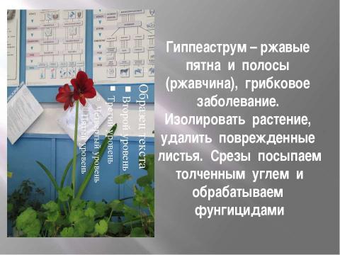 Презентация на тему "О чем рассказали листья комнатных растений" по окружающему миру