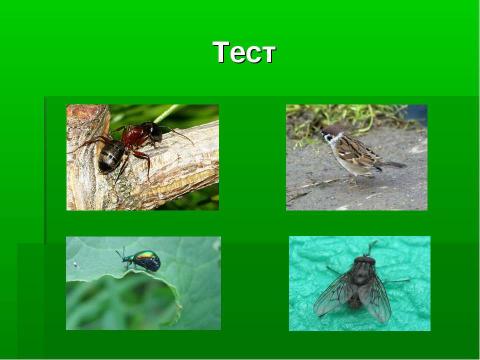 Презентация на тему "Кто такие насекомые?" по биологии