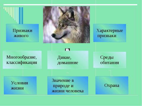 Презентация на тему "Животные" по детским презентациям