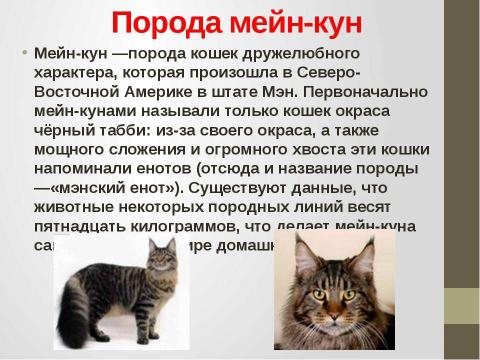 Презентация на тему "Кошки в истории, обществе, в английской и русском языках и литературе разных стран" по литературе