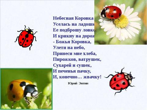 Презентация на тему "Тли, муравьи и божьи коровки" по биологии