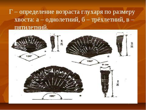 Презентация на тему "Глухарь" по экологии