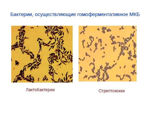 Презентация на тему "Брожения. Типы жизни, основанные на субстратном фосфорилировании" по биологии