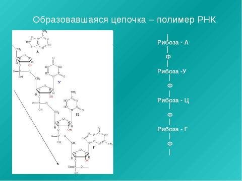 Презентация на тему "Нуклеиновые кислоты 9 класс" по химии