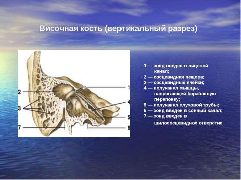 Презентация на тему "БАС ҚАҢҚАСЫ: МИ СҮЙЕКТЕРІ" по медицине