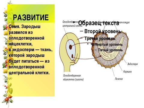 Презентация на тему "Размножение и оплодотворение у растений" по биологии