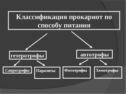 Презентация на тему "Прокариоты" по биологии