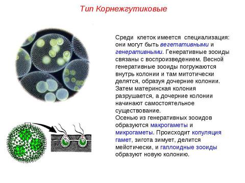 Презентация на тему "Подцарство Простейшие" по биологии