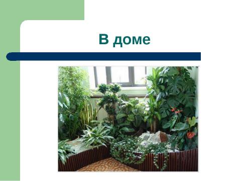 Презентация на тему "Разнообразие растений на Земле" по начальной школе