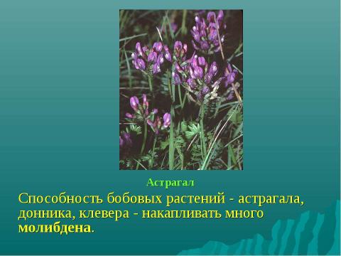 Презентация на тему "Растения-индикаторы полезных ископаемых" по биологии