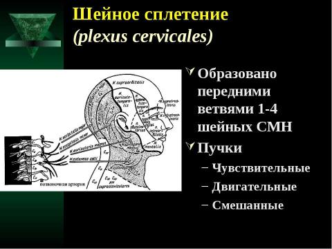 Презентация на тему "Cпинной мозг и спинномозговые нервы" по медицине