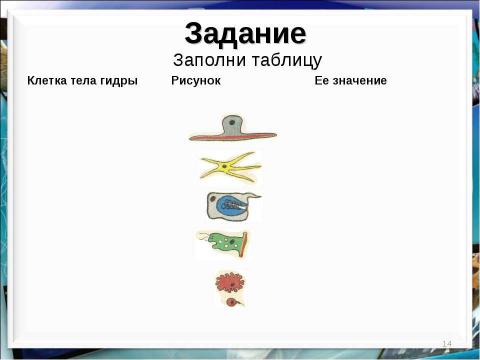 Презентация на тему "Тип кишечнополостные Пресноводный полип гидра" по биологии