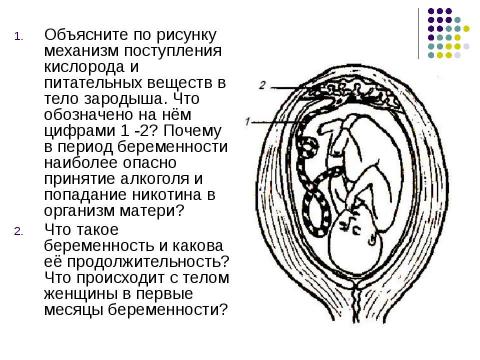 Презентация на тему "Внутриутробное развитие человека" по биологии