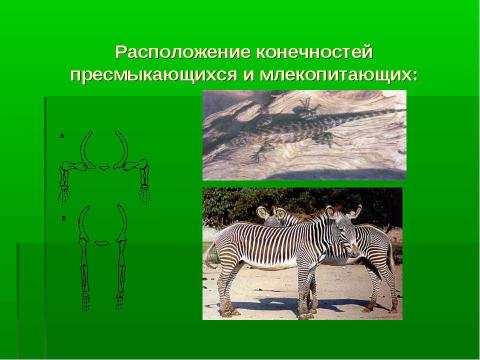 Презентация на тему "Среда обитания и внешнее строение млекопитающих" по биологии