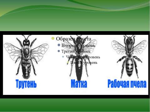 Презентация на тему "правильные пчёлы делают правильный мёд" по окружающему миру