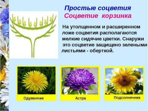 Презентация на тему "Соцветия" по биологии