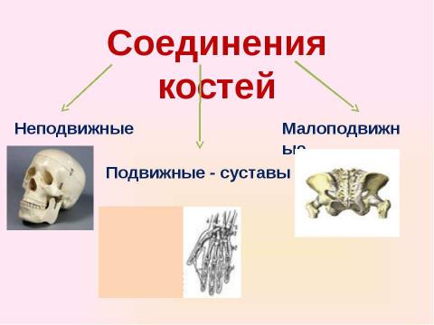 Презентация на тему "Скелет челоаека" по биологии