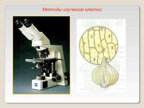 Презентация на тему "Клеточная теория 10 класс" по биологии