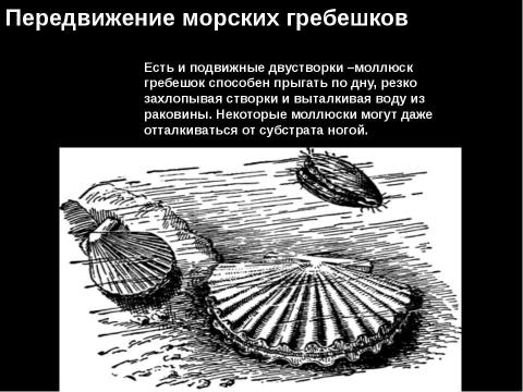 Презентация на тему "Двустворчатые моллюски" по биологии