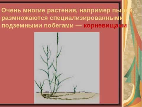 Презентация на тему "Размножение растений. Оплодотворение" по биологии