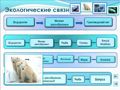 Презентация на тему "Арктика" по географии