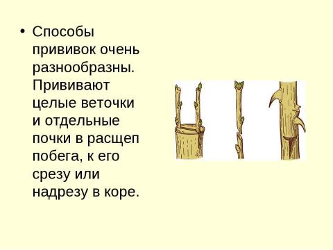 Презентация на тему "Вегетативное размножение растений" по биологии