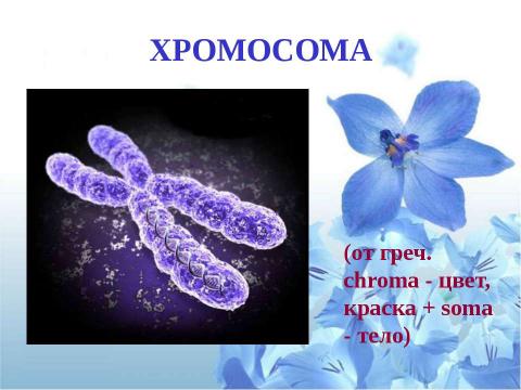 Презентация на тему "Клетка" по биологии