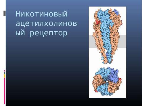 Презентация на тему "Генетика поведения: механизм формирования зависимости" по биологии