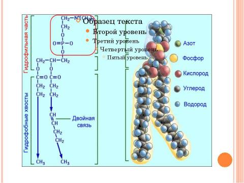 Презентация на тему "Углеводы, липиды" по биологии