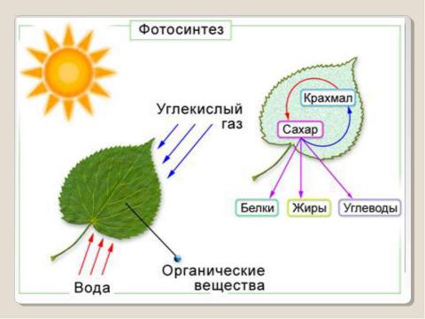 Презентация на тему "Химическая организация клетки. Неорганические вещества" по химии