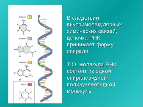 Презентация на тему "Нуклеиновые кислоты 9 класс" по химии