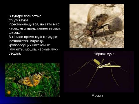 Презентация на тему "Жизнь в полярных поясах и в океане" по географии