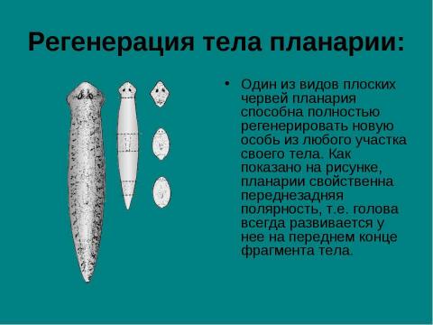 Презентация на тему "Тип плоские черви" по биологии